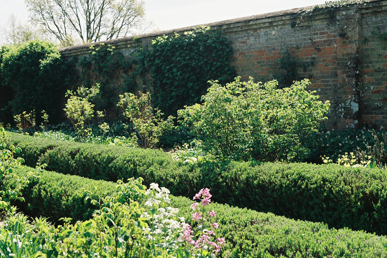 Crew shaping hedges in a Sarasota garden